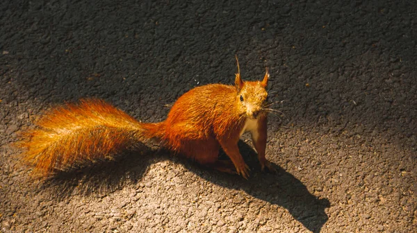 Vista Superior Esquilo Vermelho Sentado Calçada Parque — Fotografia de Stock