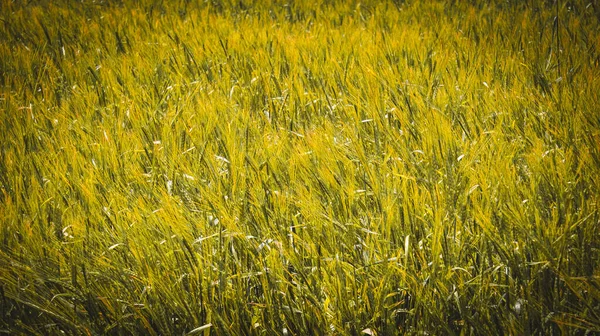 Vista Lâminas Trigo — Fotografia de Stock