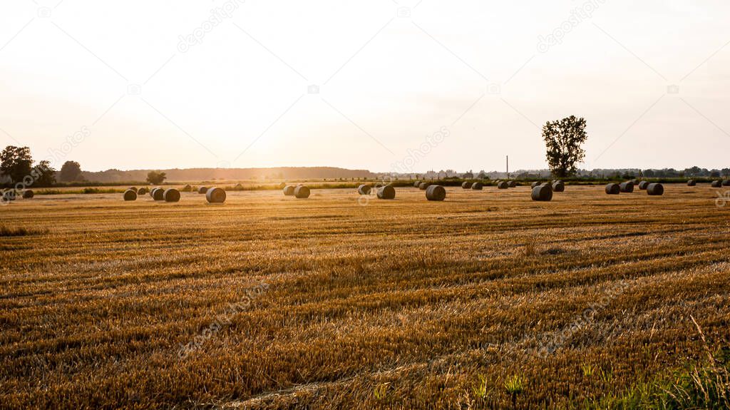 View of the field after the harvest, mowed field and hay bales in background, vivid colours