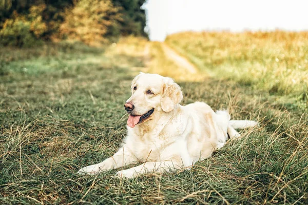公園の芝生の上に横たわってかわいいゴールデンレトリーバー — ストック写真