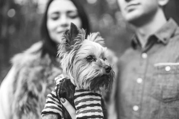 Pretty Couple Little Yorkshire Terrier Walking Forest — Stock Photo, Image