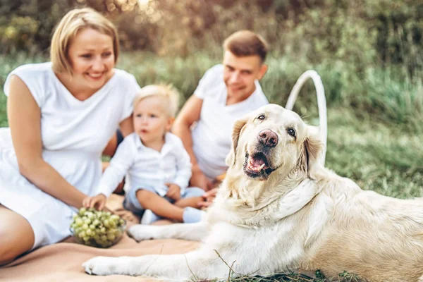 Young pretty family with dog relaxing on picnic at meadow