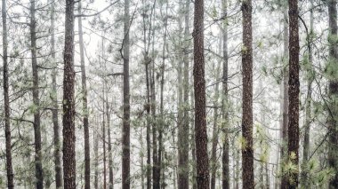 Orman ağaçları sabah sis ile