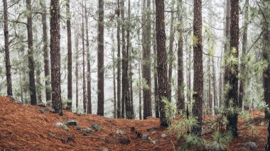 Orman ağaçları sabah sis ile