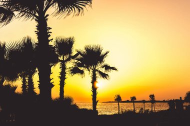 Silhouette tropikal palmiye ağaçları ve sahil ile güneş ışığı 