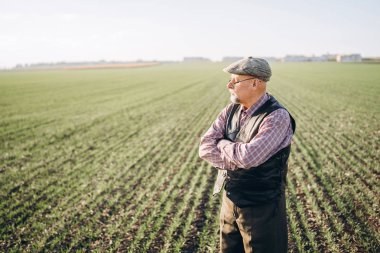 Yetişkin çiftçi çiftliğinde bitkiler kontrol.