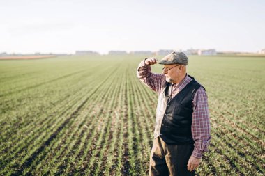 Yetişkin çiftçi çiftliğinde bitkiler kontrol.