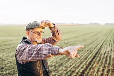 Yetişkin çiftçi çiftliğinde bitkiler kontrol.