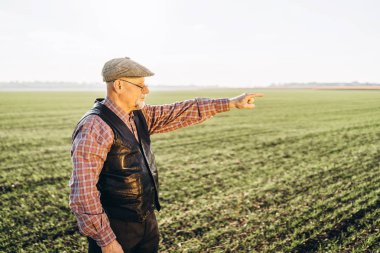 Yetişkin çiftçi çiftliğinde bitkiler kontrol.