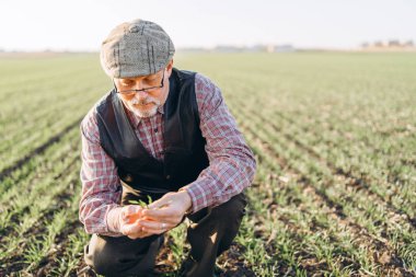 Yetişkin çiftçi çiftliğinde bitkiler kontrol.