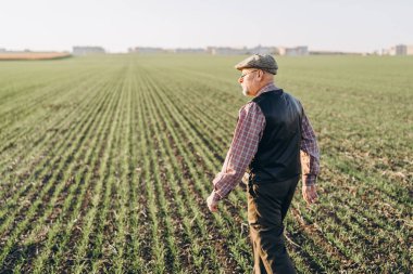 Yetişkin çiftçi çiftliğinde bitkiler kontrol.