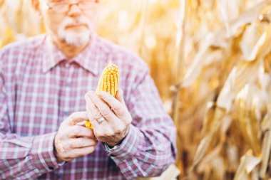 Yetişkin çiftçi çiftliğinde bitkiler kontrol.