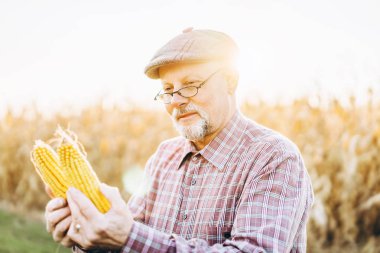 Yetişkin çiftçi çiftliğinde bitkiler kontrol.