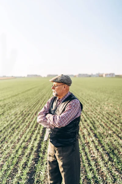 Yetişkin çiftçi çiftliğinde bitkiler kontrol.