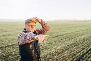 Yetişkin çiftçi çiftliğinde bitkiler kontrol.
