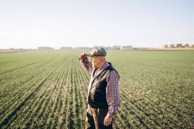 Yetişkin çiftçi çiftliğinde bitkiler kontrol.