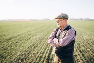 Yetişkin çiftçi çiftliğinde bitkiler kontrol.