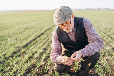 Yetişkin çiftçi çiftliğinde bitkiler kontrol.