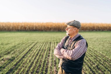 Yetişkin çiftçi çiftliğinde bitkiler kontrol.