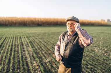 Yetişkin çiftçi çiftliğinde bitkiler kontrol.