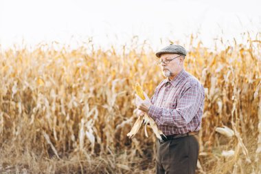Yetişkin çiftçi çiftliğinde bitkiler kontrol.