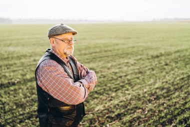 Yetişkin çiftçi çiftliğinde bitkiler kontrol.