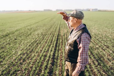 Yetişkin çiftçi çiftliğinde bitkiler kontrol.