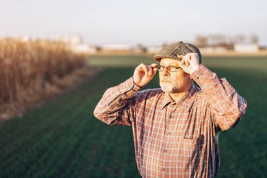 Yetişkin çiftçi çiftliğinde bitkiler kontrol.