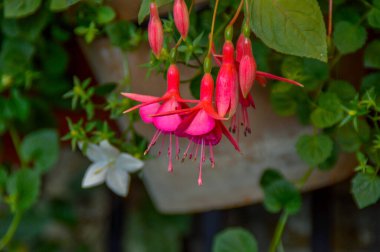 Yeşil yapraklarla asılı kırmızı çiçekler ve arkasında beyaz bir çiçek