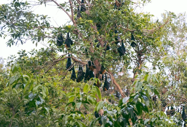 Setki Nietoperzy Wiszących Drzewie — Zdjęcie stockowe
