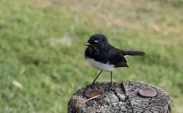 Rhipidura Leucophrys Bird Also Known Willy Wagtail Little Bird Resting — Stock Photo, Image