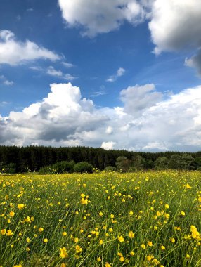 Parlak yeşil çimenlerdeki narin sarı çiçekler karanlık bir ormana ve bulutlardaki mavi gökyüzüne doğru sallanıyor. Düz açılı güzel manzara.