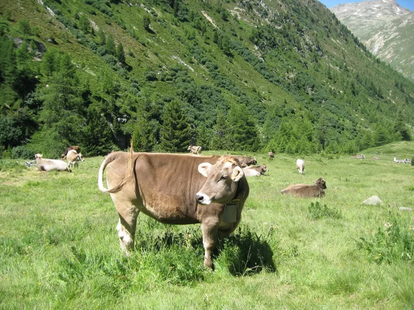 stock image Cows on the green pastures of the Alps, Italy, Livigno