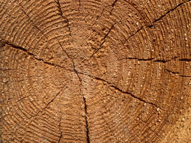 Küre şeklinde kesilmiş ahşap, kahverengi ve altın rengi. İlginç bir dokudur. Yukarıdan görüntüle