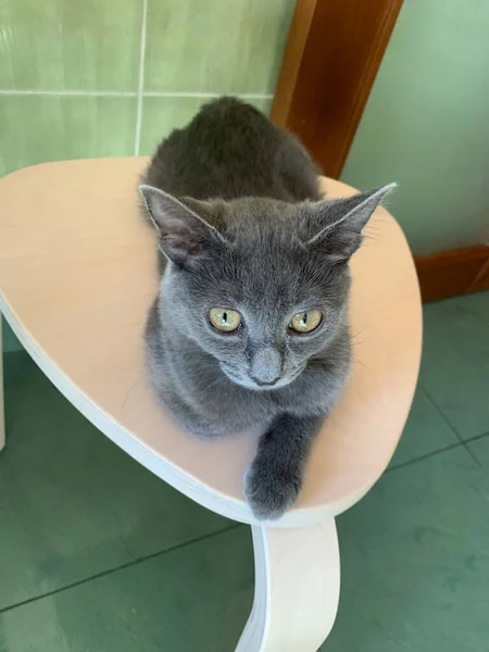 Ein Schönes Graues Kätzchen Sitzt Auf Einem Schemel Studiert Etwas — Stockfoto