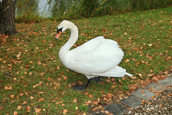 Cisne Recorre Estanque Con Hojas Caídas Otoño —  Fotos de Stock