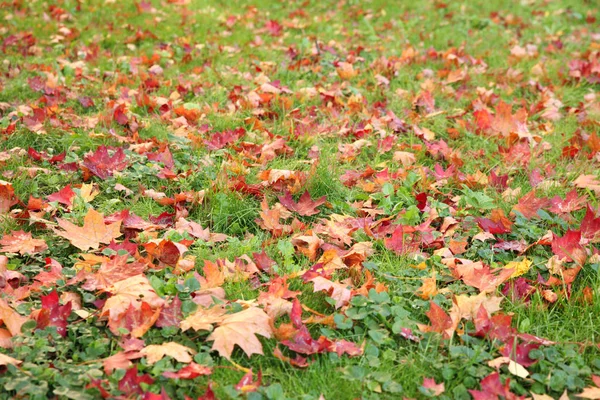 Autumn Maple Leaves Green Grass Rain Drops — Stock Photo, Image