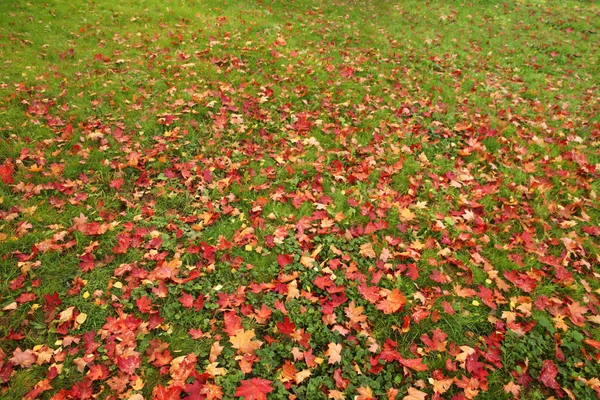 Riesige Wiese Mit Herbstblättern Auf Grünem Gras — Stockfoto
