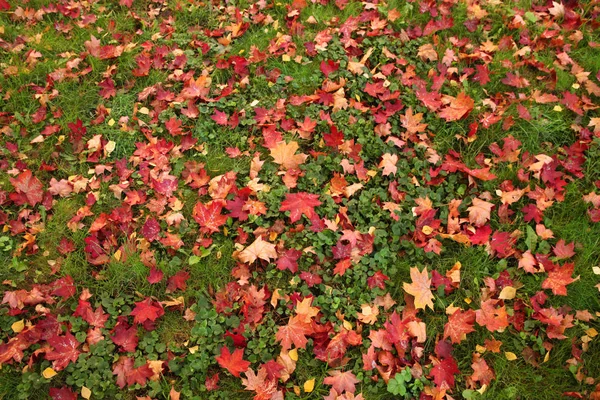 Les Feuilles Érable Bouleau Automne Reposent Sur Herbe Verte — Photo