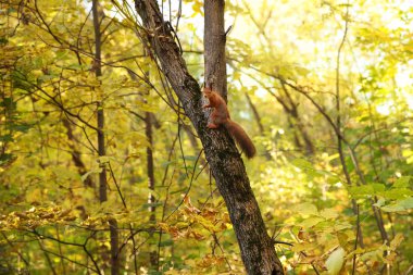 Kızıl sincap ağaçta Sonbahar Park üzerinde kameraya benziyor