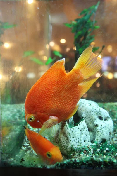 Two freshwater orange fish swims at the bottom of the aquarium