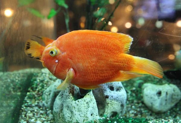 One freshwater orange fish swims in the aquarium