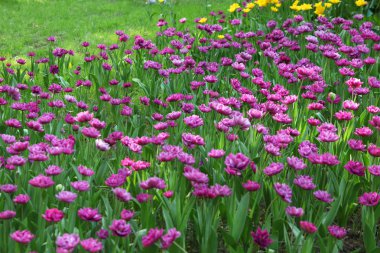 Güneşli bir günde leylak lale alanının büyük bahar