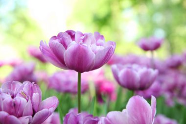 Güzel mor laleler closeup doğa bulanık bir arka plan üzerinde