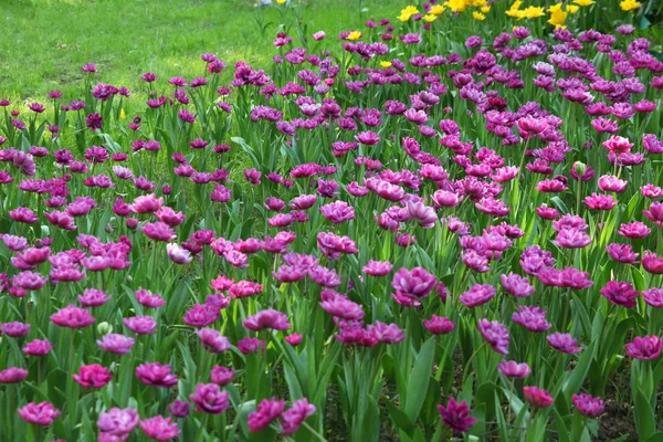 Güneşli bir günde leylak lale alanının büyük bahar