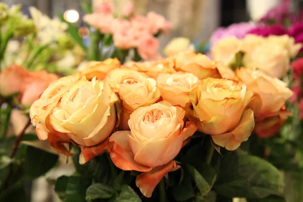 Lindas Rosas Pêssego Damasco Variedades Vintage Close Fundo Outras Flores — Fotografia de Stock