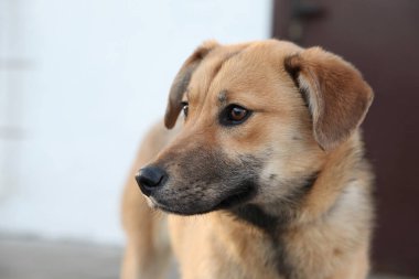 Genç köpek melez bej, yüz yakın çekim, uzağa arıyorsunuz