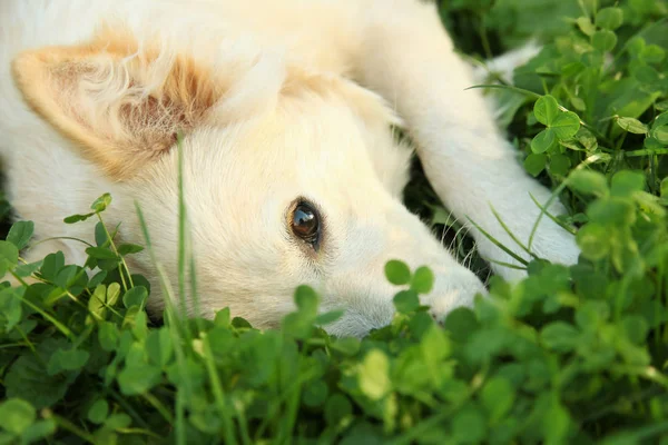 Sad White Dog Lies His Nose Buried Green Clover Looking — Stock Photo, Image