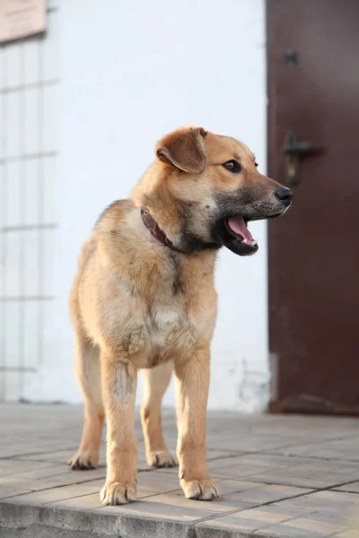 Surprised young dog pooch with his mouth open, with damage to the fur on the paw