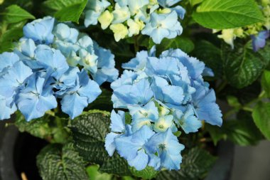 Beautiful blue Hydrangea flowers, illuminated by the sun on the street